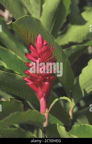 Zenzero rosso (Alpinia purata), fioritura, Costa Rica, la Virgen Sarapiqui Foto Stock