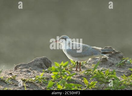 Terna gabbiano (Gelochelidon nilotica, Sterna nilotica), uccello giovanile che perching a terra, vista laterale, Paesi Bassi Foto Stock