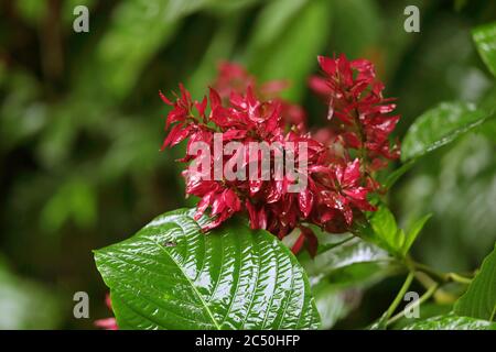 Mantello rosso brasiliano, Justicia rossa, Plume Brasiliano, Torch amazzonico (Megaskepasma erythrochlamys), inforescenza, Costa Rica, Selva Verde, Sarapiqui Foto Stock