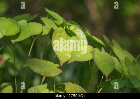 Barrenwort alpino (Epimedium alpinum), foglie Foto Stock