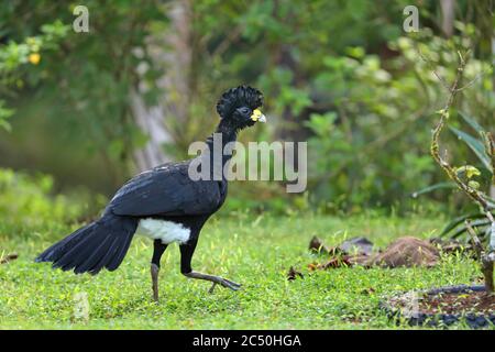 Grande curassow (Crax rubra), uomo che cammina in un prato, vista laterale, Costa Rica, Boca Tapada Foto Stock