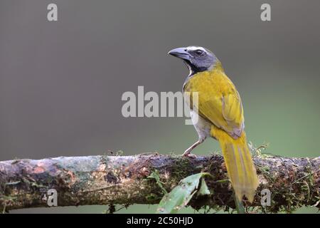saltator (Saltator maximus), che si trova in una filiale, Costa Rica, Boca Tapada Foto Stock