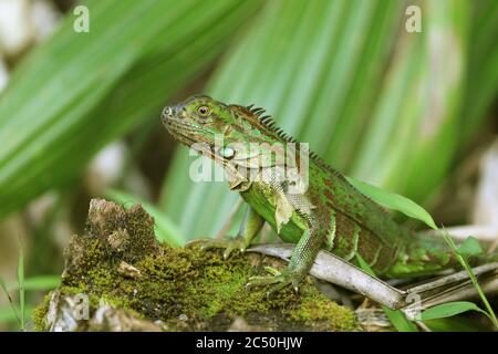 Iguana verde, iguana comune (Iguana iguana), siede sul terreno, Costa Rica, Boca Tapada Foto Stock