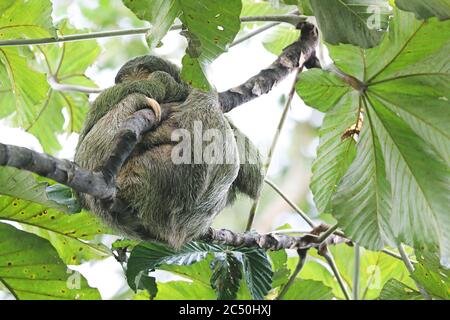 Bruno-gola (Bradypus variegatus), dormire in cima albero, Costa Rica, la Fortuna Foto Stock