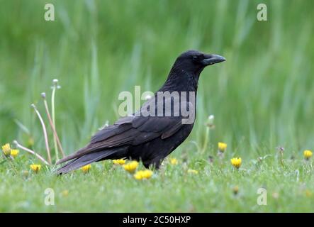 Carrion corvo (Corvus corone, Corvus corone corone corone), che percorre in un prato di dente di leone, vista laterale, Paesi Bassi Foto Stock