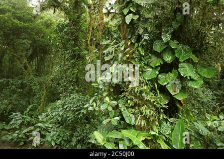 Riserva naturale di Monteverde, Costa Rica, Puntarenas, Monteverde Foto Stock