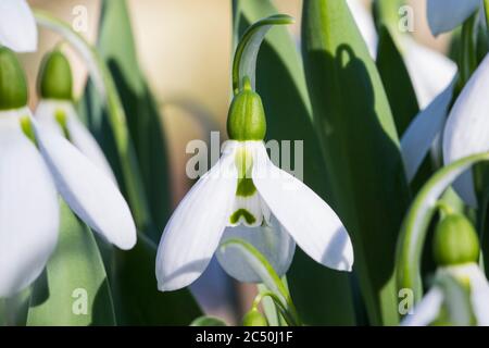 Nevicate giganti, snoddrop maggiore (Galanthus elwesii), fiori, Paesi Bassi Foto Stock