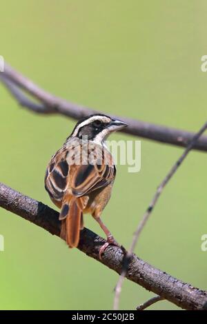 Passera a strisce (Aimophila ruficauda), siede su un brach, Costa Rica Foto Stock