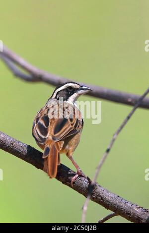 stripe-headed sparrow (Aimophila ruficauda), sits on a brach, Costa Rica Foto Stock