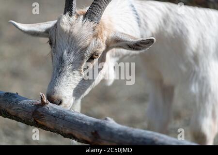Una capra domestica dei capelli bianchi con le orecchie grandi, le corna strette nere e un lungo muso che pascolano su una recinzione di legno in un campo della fattoria. Foto Stock