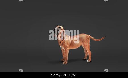 Immagini Stock - Cucciolo Di Mastino. Mastino Brasiliano Noto Anche Come  Fila Brasileiro. Cucciolo Su Sfondo Bianco.. Image 178275835