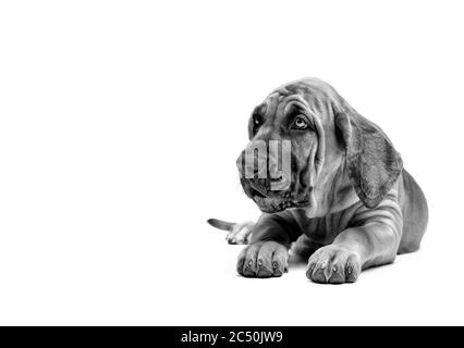 Immagini Stock - Cucciolo Di Mastino. Mastino Brasiliano Noto Anche Come  Fila Brasileiro. Cucciolo Su Sfondo Bianco.. Image 178275835