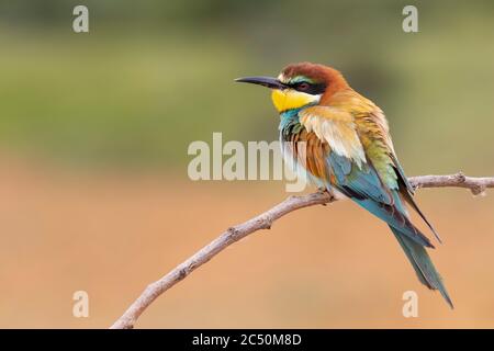 Un singolo europeo Bee Eater (Merops Apiaster) appollaiato su una filiale. Scatto orizzontale su uno sfondo non focalizzato. Spagna Foto Stock