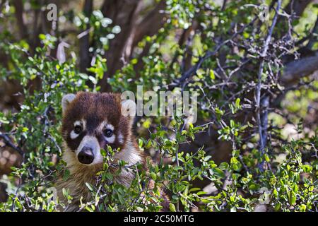 Cute, distintamente segnato faccia di coatimundi coetanei provenienti da arbusti del deserto in Arizona Foto Stock