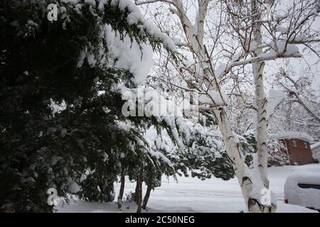 Grande tempesta di neve leggera e potente da 12 pollici a Littleton, Colorado, appena a sud di Denver. Foto Stock