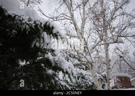 Grande tempesta di neve leggera e potente da 12 pollici a Littleton, Colorado, appena a sud di Denver. Foto Stock