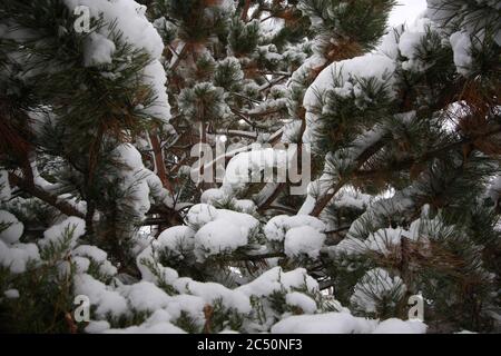 Grande tempesta di neve leggera e potente da 12 pollici a Littleton, Colorado, appena a sud di Denver. Foto Stock