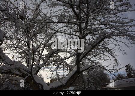 Grande tempesta di neve leggera e potente da 12 pollici a Littleton, Colorado, appena a sud di Denver. Foto Stock