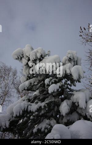 Grande tempesta di neve leggera e potente da 12 pollici a Littleton, Colorado, appena a sud di Denver. Foto Stock