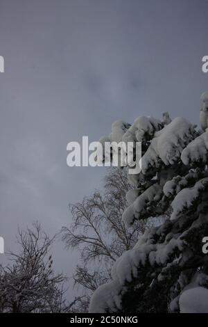 Grande tempesta di neve leggera e potente da 12 pollici a Littleton, Colorado, appena a sud di Denver, sull'albero di cedro. Foto Stock