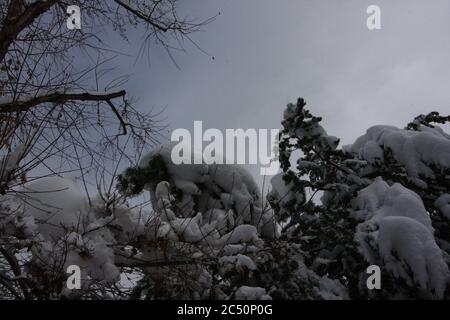 Grande tempesta di neve leggera e potente da 12 pollici a Littleton, Colorado, appena a sud di Denver, con una profonda copertura di neve bianca sugli alberi. Foto Stock