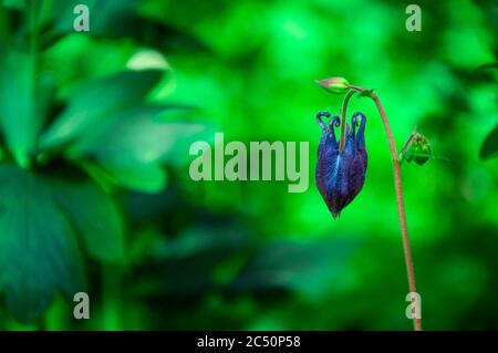 Primo piano di un Aquilegia Canadensis o colonna blu in fiore giovane Foto Stock
