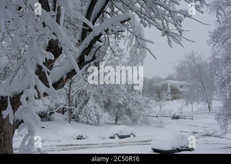 Grande tempesta di neve leggera e potente da 12 pollici a Littleton, Colorado, appena a sud di Denver, con neve fresca e bianca sui rami degli alberi. Foto Stock