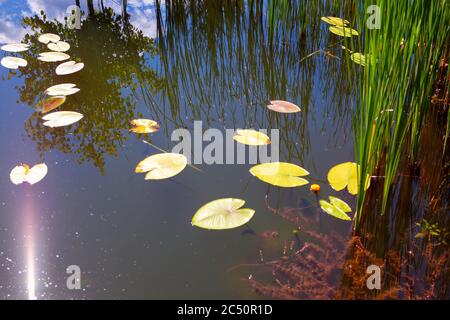 Laghetto con acqua Lily e Reed piante Foto Stock