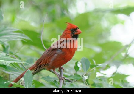 Il cardinale settentrionale (Cardinalis Cardinalis) è appollaiato tra alcune foglie verdi Foto Stock