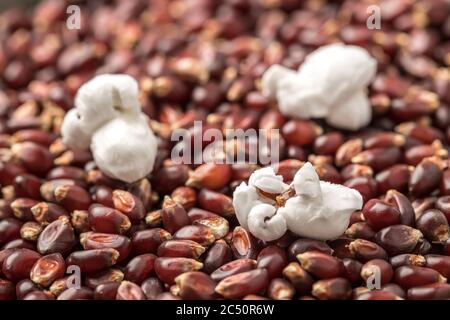 Alcuni kernel di popcorn schioccati su kernel grezzi. Foto Stock