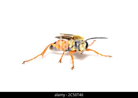 Grande gergo d'oro wasp o digger di sabbia - Sphex ichneumoneus primo piano su sfondo bianco Foto Stock