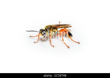 Grande gergo d'oro wasp o digger di sabbia - Sphex ichneumoneus primo piano su sfondo bianco Foto Stock