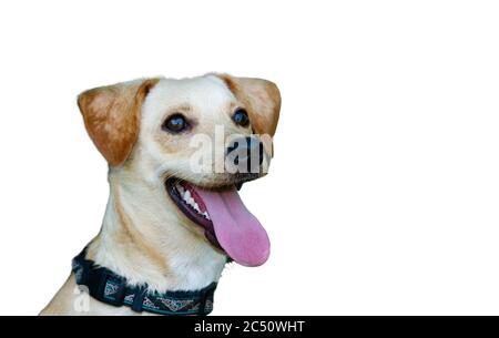 Un cane felice sorride con la lingua fuori isolato su bianco Foto Stock