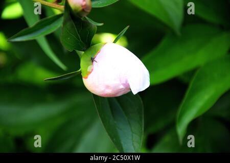 Chiuso piccolo germoglio di pony di rosa pallido quasi bianco su un ramo di una pianta con foglie verdi. Primo piano. Foto Stock