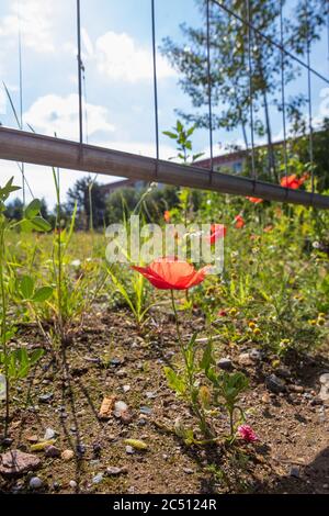 Pirna, Germania. 26 Giugno 2020. Un fiore papavero si erge e fiorisce sotto una recinzione metallica sulla terra di Pirna. Dalla demolizione della Discounter Diska all'inizio del 2020, l'area si è sviluppata in un piccolo e selvaggio luogo per fiori e animali di ogni genere. Credit: Daniel Schäfer/dpa-Zentralbild/ZB/dpa/Alamy Live News Foto Stock