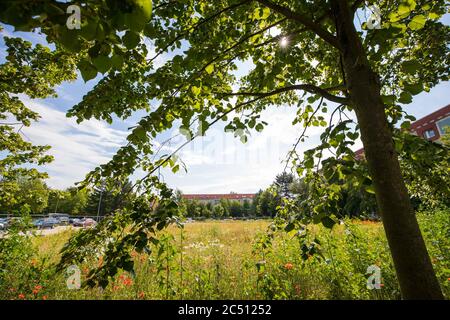 Pirna, Germania. 26 Giugno 2020. I papaveri si ergono e fioriscono sulla terra dei fiocchi di Pirna. Dalla demolizione della Discounter Diska all'inizio del 2020, l'area si è sviluppata in un piccolo e selvaggio luogo per fiori e animali di ogni genere. Credit: Daniel Schäfer/dpa-Zentralbild/ZB/dpa/Alamy Live News Foto Stock