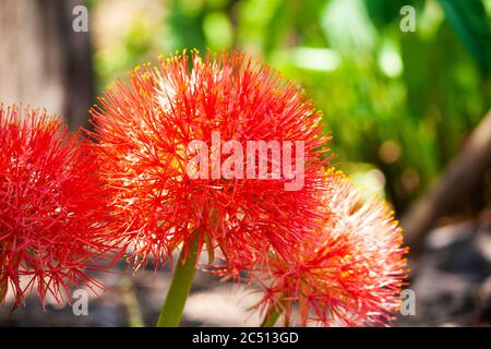 Gigli di Calcio rossi che compaiono durante le prime piogge, Scadoxus multiflorus, Satara, Maharashtra, India Foto Stock