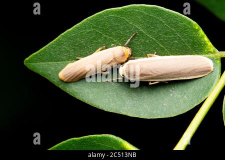 Footman di Hoary Moth su foglia, Eilema caniola, Satara, Maharashtra, India Foto Stock