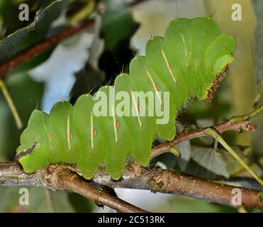 Polyphemus Caterpillar si alza sui piedi posteriori mentre si nuce sulle foglie di quercia a Houston, Texas. Foto Stock