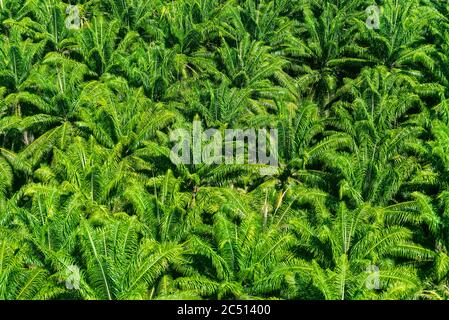 Vista aerea di una piantagione africana di palme per la produzione di olio di palma, la foresta pluviale amazzonica. Foto Stock