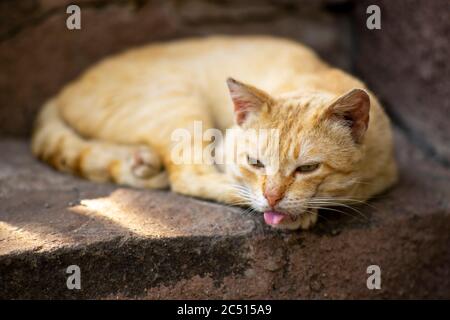 Gatto zenzero giacente su gradini di pietra con lingua sporgente Foto Stock