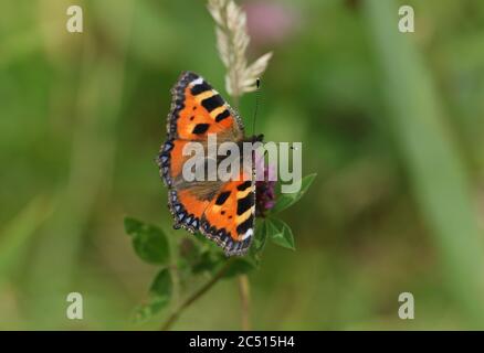 Una piccola bella tortoiseshell Butterfly, Aglais orticae, che si nectaring su un fiore rosso trifoglio in un prato nel Regno Unito. Foto Stock