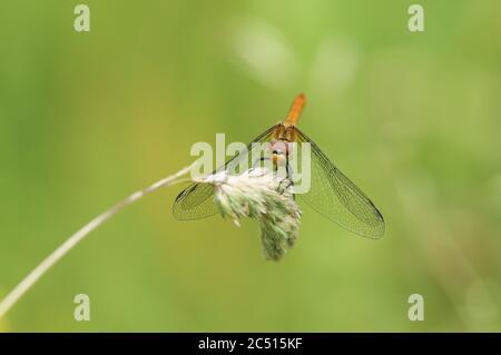 Un dragonfly di Ruddy Darter appena emerso, Sympetrum sanguineum, che perching su una testa di seme di erba. Foto Stock
