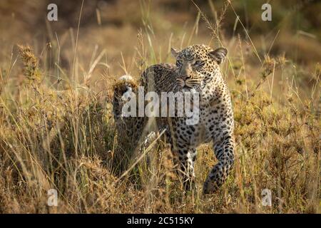 Un adulto leopardo guardare in piedi nella macchia in Masai Mara Kenya Foto Stock