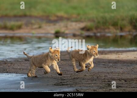 Due piccoli leoni che corrono a piena velocità vicino al fiume in Ndutu Tanzania Foto Stock
