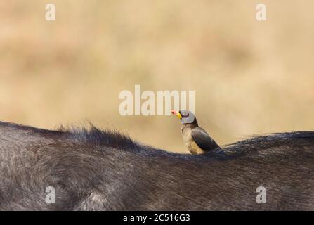 Oxpecker fatturato da Reb sul dorso dei bufali, Buphagus erythrorhynchus, Maasai Mara National Reserve, Kenya, Africa Foto Stock