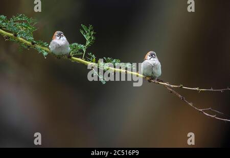 Due Sparrows con parati a Speckled sul ramo, Sporopies frontalis, Kenya, Africa Foto Stock