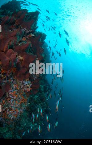 Scuola di Fusiliers Bluestreak, piastrelle Pterocaesio, con il sole in background, sito di immersione nudi Rock, Isola Fiabacet, Raja Ampat, Papua Occidentale, Indonesia Foto Stock