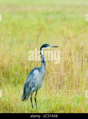 Heron a testa nera al lago Naivasha, Ardea melanocephala, Kenya, Africa Foto Stock