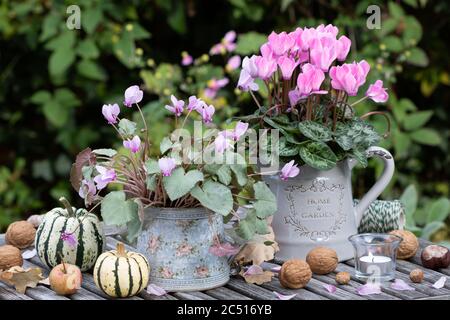 fiori di ciclamino in rosa in vasi vintage come decorazione autunnale Foto Stock